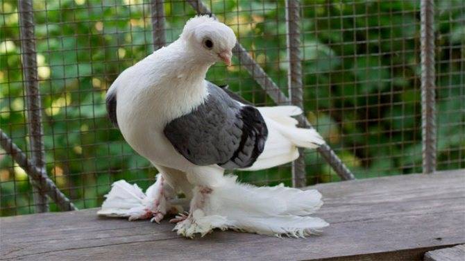 Какие бывают породы бойных голубей?
