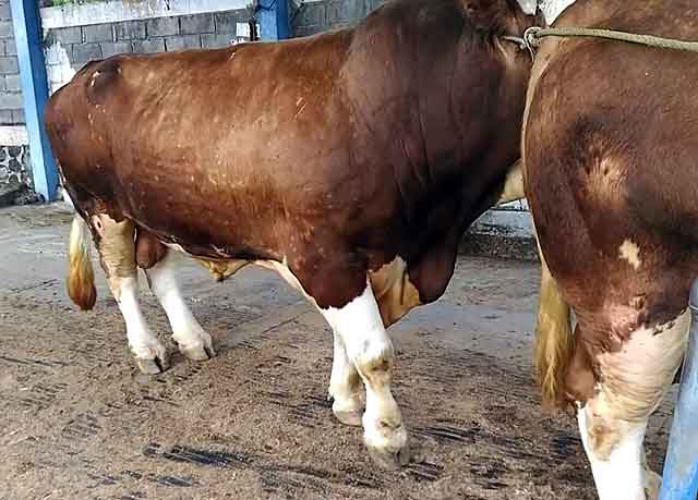 Лучший возраст коров для спаривания и возможные проблемы с осеменением