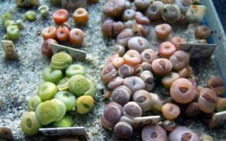 Экзотические суккуленты литопсы: уход в домашних условиях за оригинальным растением, похожим на живые камни