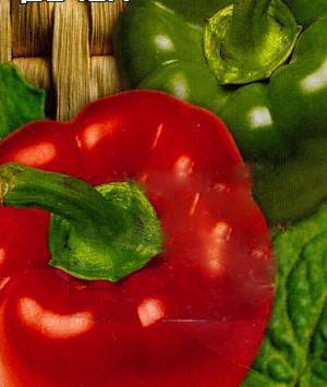 Сорта перца для сибири: описание, выращивание, уход и фото