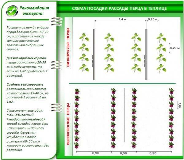 Формирование и пасынкованые болгарского перца: схемы в один и два стебля