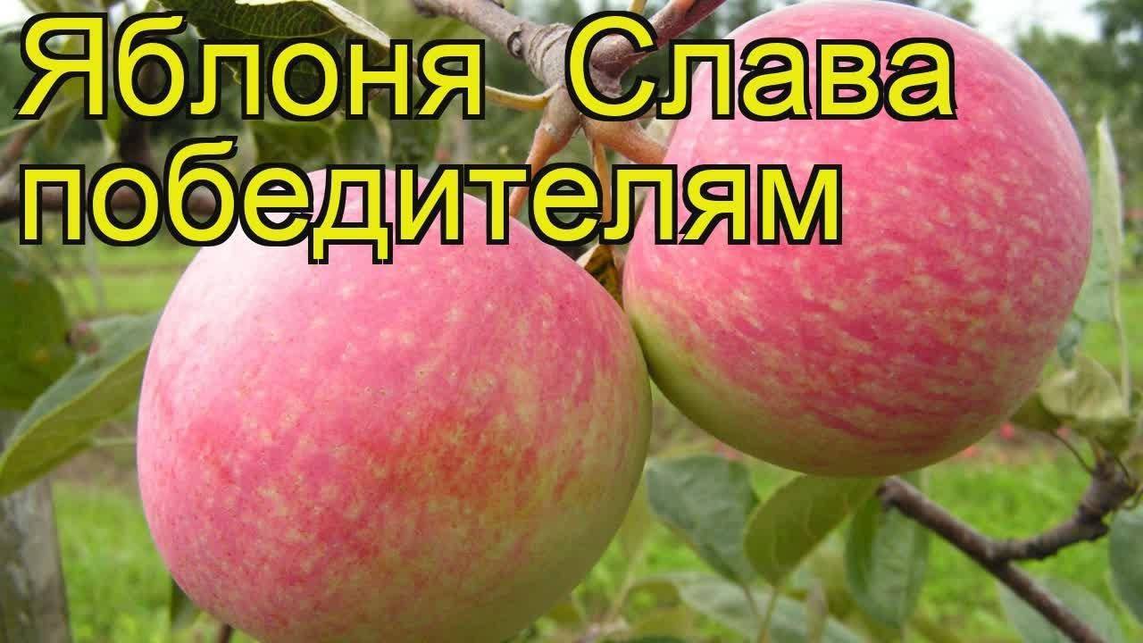 Сорт Яблок Жигулевское Фото И Описание