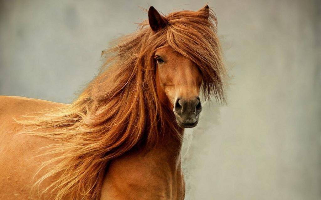 Каурая лошадь (26 фото): это какой цвет? особенности масти и содержания