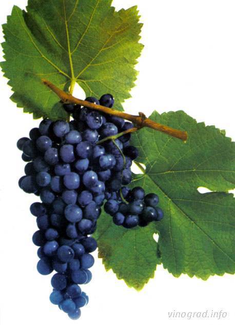 Виноград саперави северный: описание, отзывы о винном сорте, уход