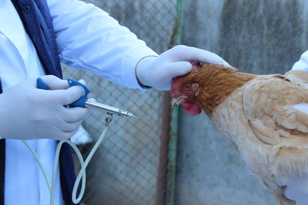 Болезнь ньюкасла у кур и цыплят-бройлеров — лечение и симптомы