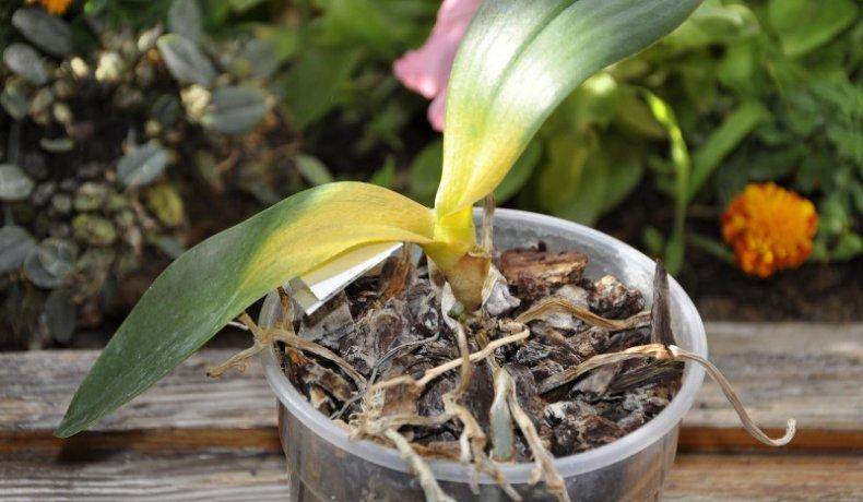Интересный вопрос: как спасти орхидею без корней и с вялыми листьями?
