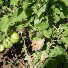 Народные средства от фитофторы на помидорах: чем опрыскать томаты, как бороться с помощью чеснока, зеленки, марганцовки, как разводить ампулы с хлористым кальцием?