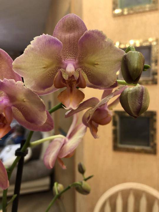 Фаленопсис клеопатра: отличительные характеристики орхидеи, много красивых фото с описанием цветения, а также уход и содержание дома