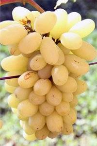 Виноград красотка: описание сорта с характеристикой и отзывами, особенности посадки и выращивания, фото