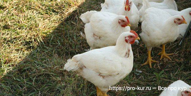 Таблица и схемы пропойки цыплят антибиотиками и витаминами