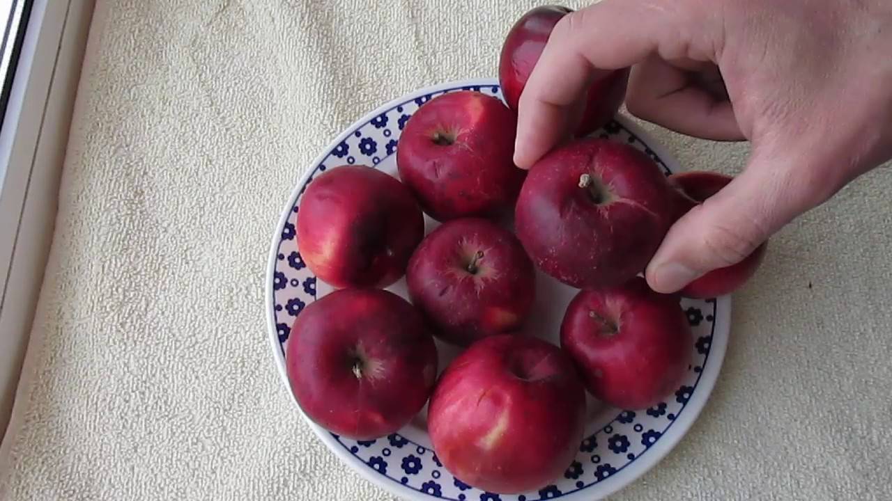 Яблоня джонатан: описание сорта, особенности выращивания