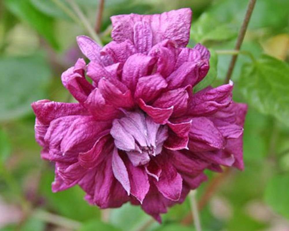 Клематис пурпуреа плена элеганс: фото, описание сорта, отзывы