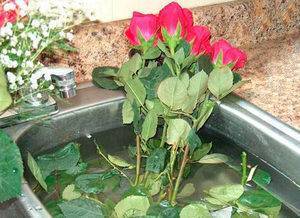 Как сохранить розы в вазе дольше всего - способы, чтобы розы дольше стояли в вазе с водой - видео инструкции