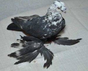 Всё о бакинских голубях