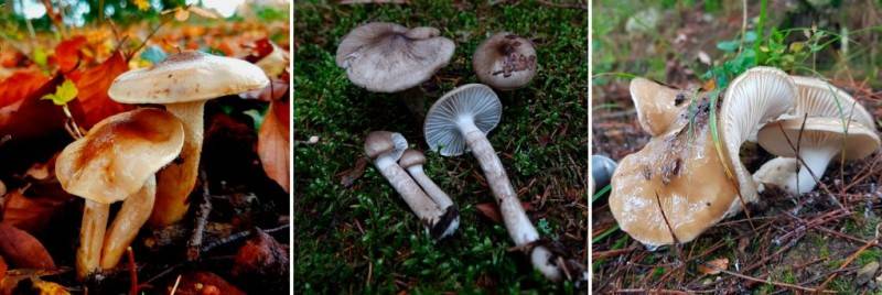 Гигрофор букововидный – гриб из швейцарии