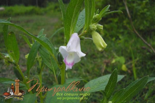 Как растет кунжут? правила выращивания и полезные свойства растения, где в россии растет сезам?