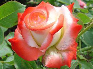 Императрица фарах роза: особенности сорта и 4 этапа правильного ухода