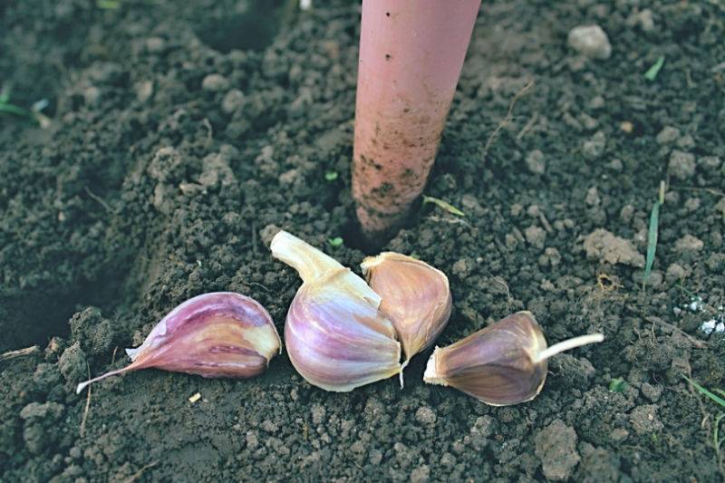 Выращивание чеснока в открытом грунте: посадка и уход за озимым чесноком, когда собирать урожай