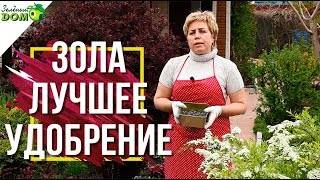 Использование золы для огорода: преимущества и недостатки