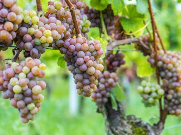 Виноград кишмиш: описание сорта, характеристики, посадка и уход