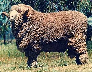 Порода овец меринос: характеристика и разведение