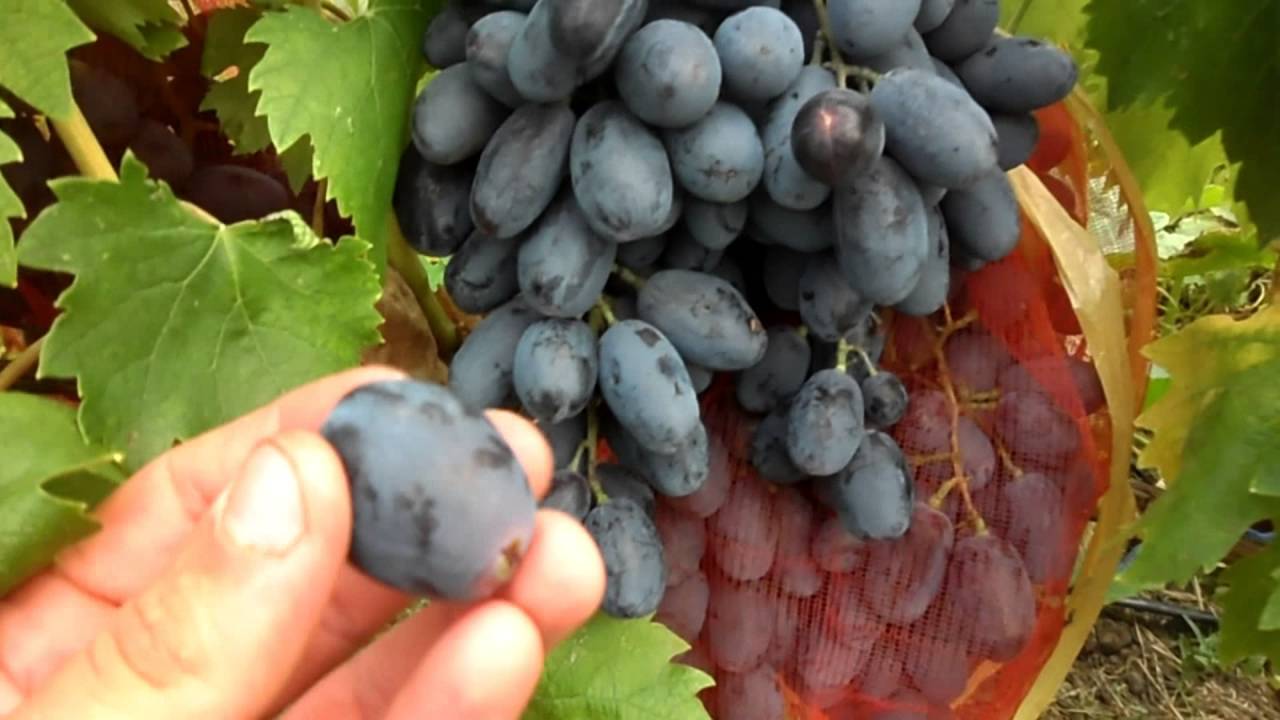 Виноград руслан: подробная характеристика сорта, выращивание столовой культуры