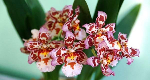 Чудесная орхидея камбрия на вашем подоконнике. разновидности и правила ухода за растением в домашних условиях