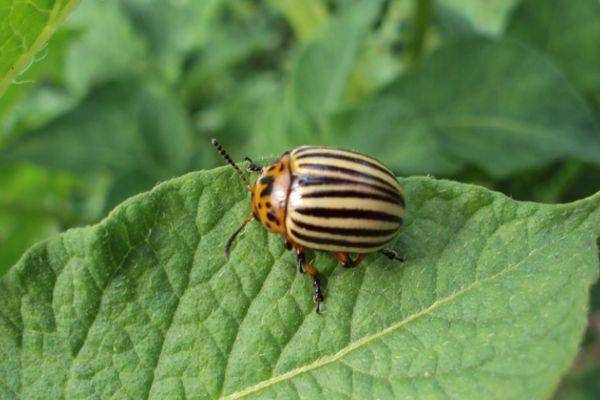 Средства от колорадского жука – обрабатываем огород без «химии»