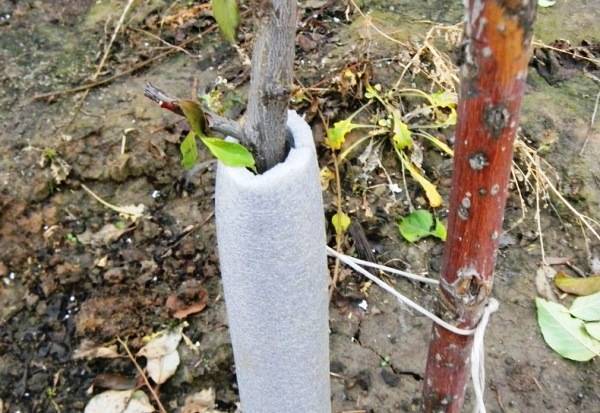 Подготовка яблонь к зиме: как укрыть дерево, чтобы избежать морозобоин