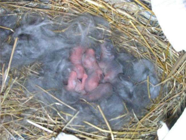 Гнездо крольчихи: почему не делает, когда рвет пух — selok.info