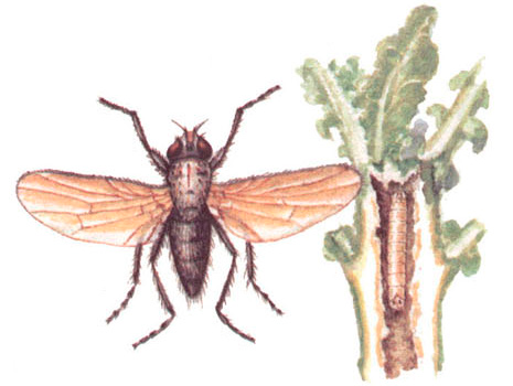 Капустная муха: фото, как с ней бороться, народные средства