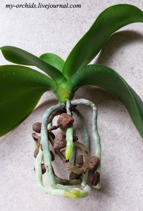 Орхидея в керамзите: плюсы и минусы посадки. какой керамзит использовать; уход и полив в домашних условиях.