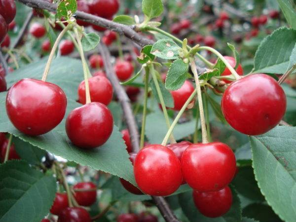 8 лучших сортов вишни для сибири: крупные, сладкие и вкусные