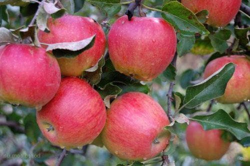 Яблоки слава победителю — характеристики сорта, преимущества, посадка и уход