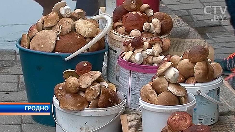 Разновидности грибов белгородской области: отзывы грибников белгородчины