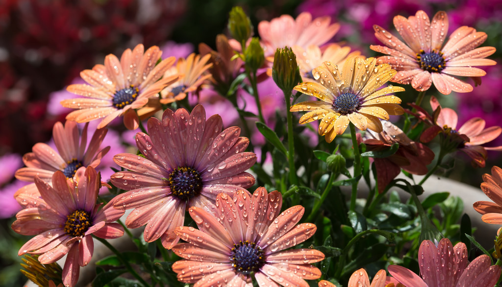 Цветы остеоспермумы: многолетние или однолетние растения, выращивание, посадка и уход