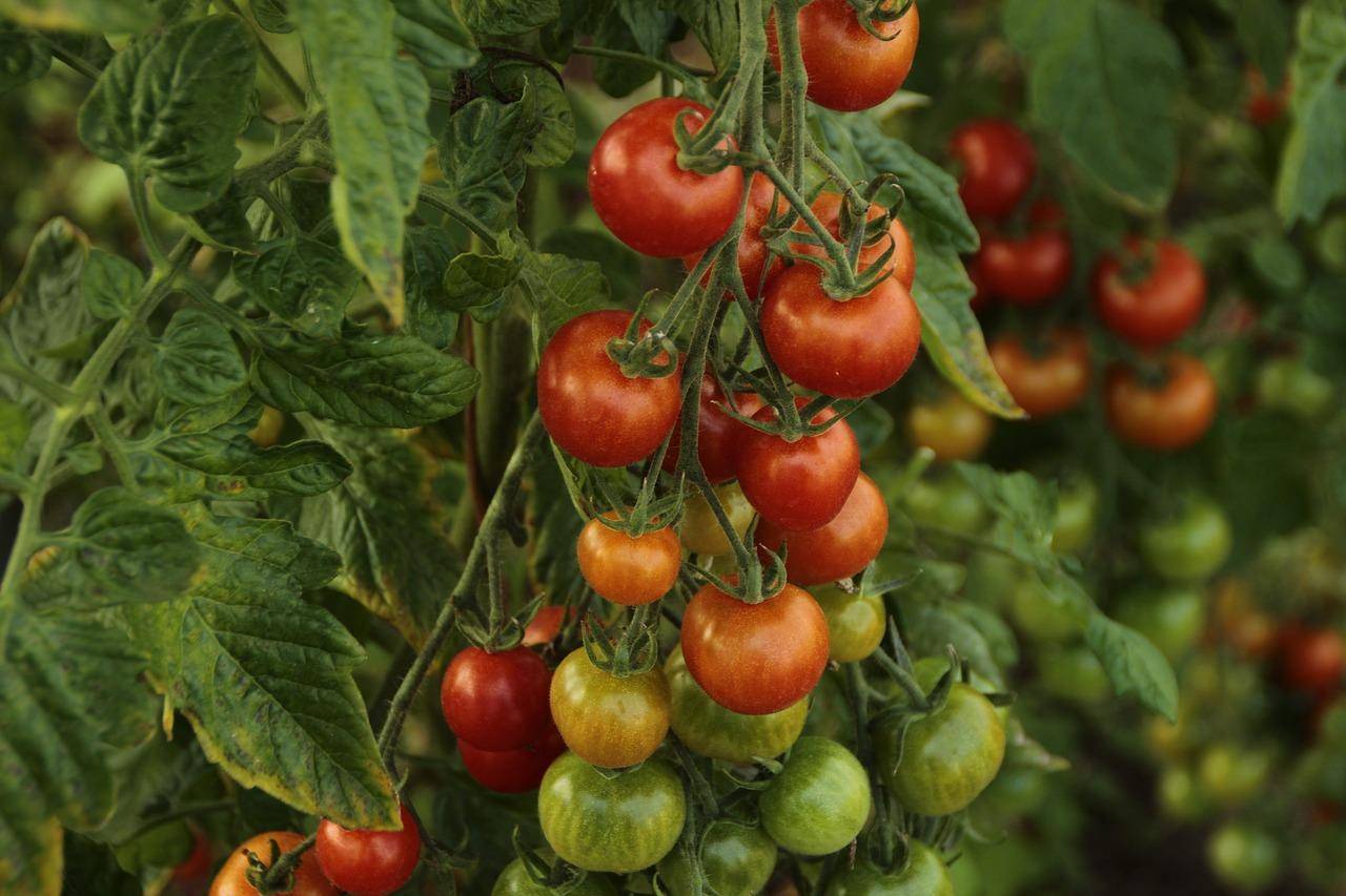 Правильное применение популярных комплексных удобрений для томатов