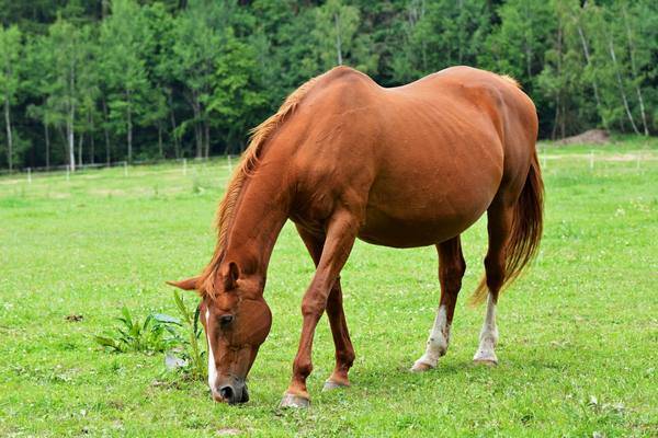 Размножение лошадей: от охоты до родов