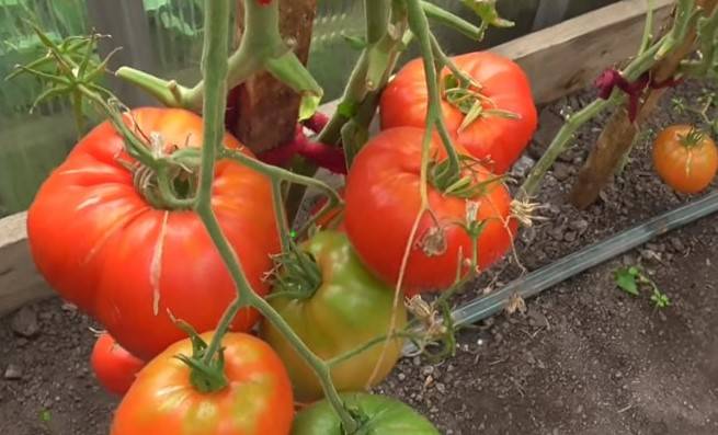 Описание сорта томата Вова Путин — как поднять урожайность