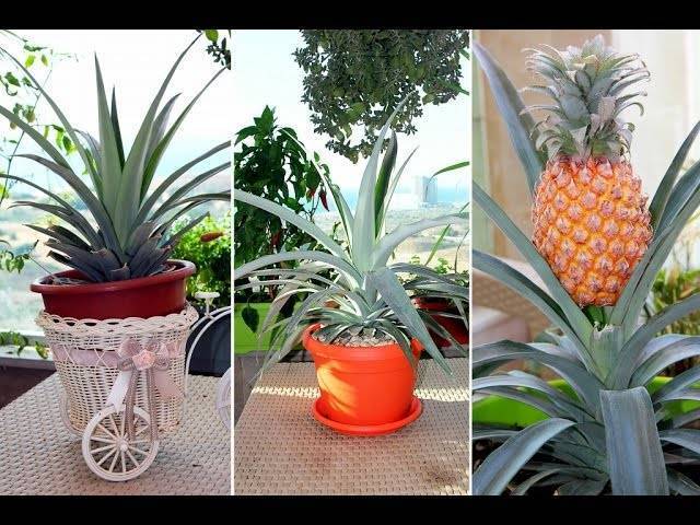 Как посадить ананас в домашних условиях из верхушки: пошаговая инструкция с фото и видео