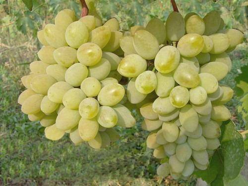 Виноград тимур – дачные дела