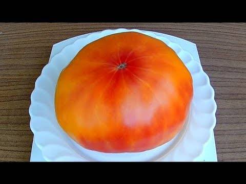 Сорт томата бурракерские любимцы | мой сад и огород