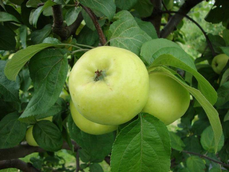 Сортовые особенности яблони Антоновка