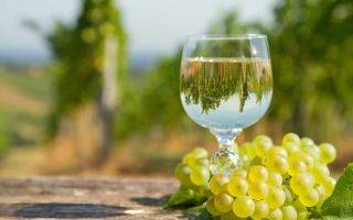 Белый виноград бианка — технический сорт с высокими показателями