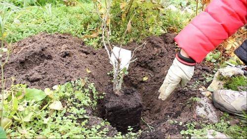 Кислая почва: что это такое и что делать? что закисляет почву на огороде? признаки и химическая мелиорация, удобрения для слабокислой почвы