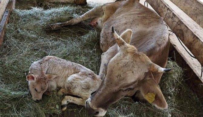Беременность у коров: как определить, сколько длится и как протекает?