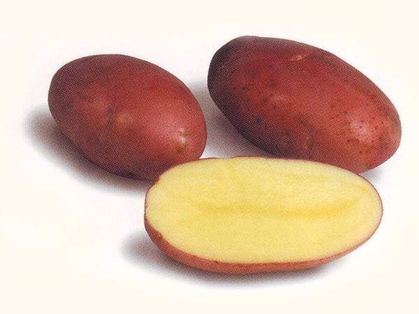 Картофель "лабелла": характеристики сорта, описание, фото картошки и советы русский фермер