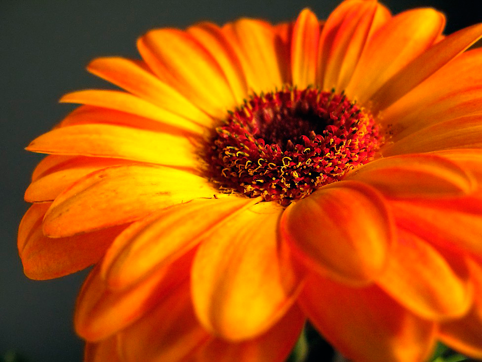 Домашний цветок гербера комнатная — уход в домашних условиях