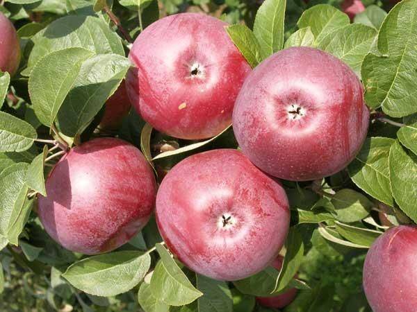 Яблоня лобо: описание и характеристика сорта, чем полезны, посадка и уход