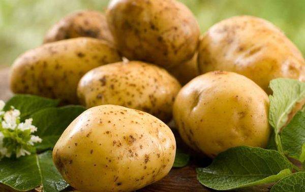 Картофель уладар: характеристики сорта, урожайность, отзывы